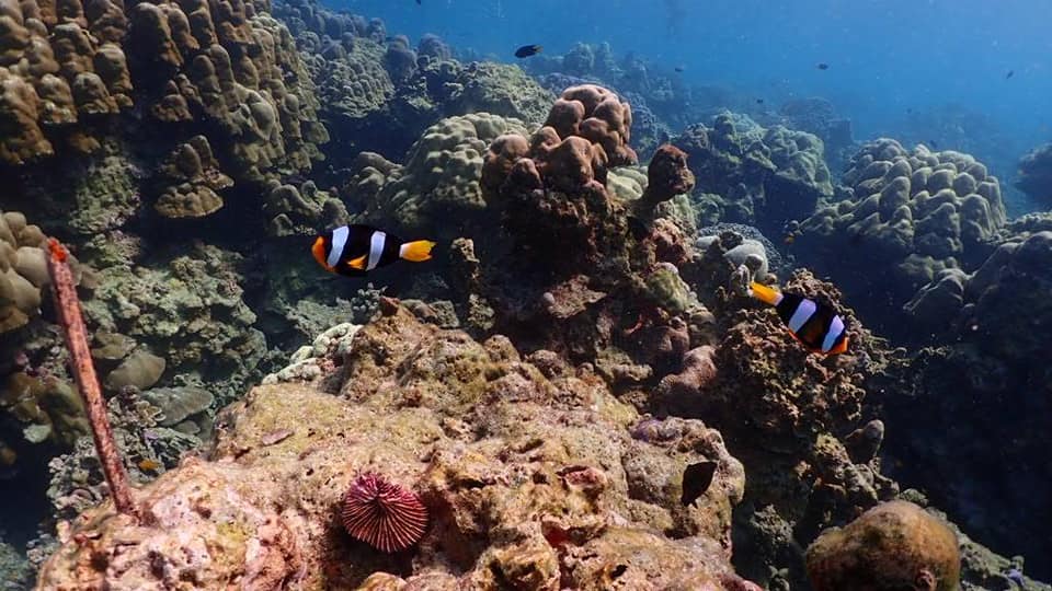 Program Tour - Phangnga 1 Day trip Surin Island by Speedboat  